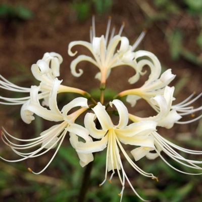 彼岸花の花言葉 白い花のほうの意味は