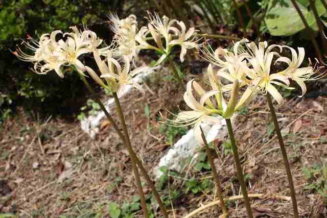 彼岸花の花言葉 白い花のほうの意味は