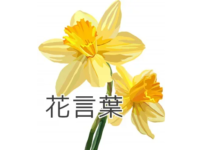 黃スイセンの花言葉