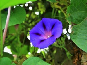 むらさきの朝顔の花言葉