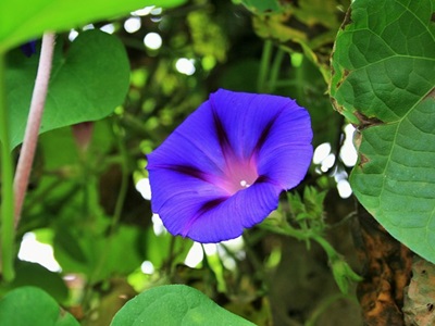 むらさき色の朝顔の花言葉を色彩心理学から捉えてみた