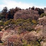 水戸 偕楽園の開花時期はいつ？見頃・見どころ紹介