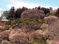 水戸 偕楽園の開花時期はいつ？見頃・見どころ紹介