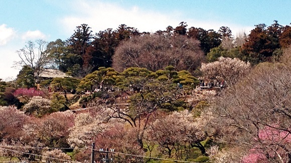 水戸 偕楽園の開花時期はいつ？見頃・見どころ紹介