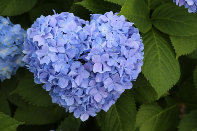 すべての花の画像 新鮮なあじさい 花言葉