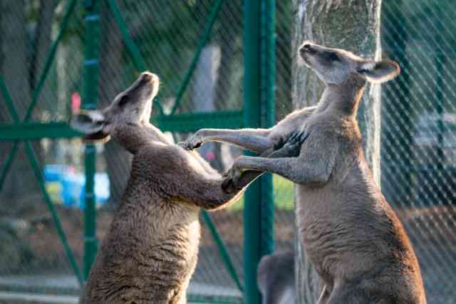 カンガルーのボクシング