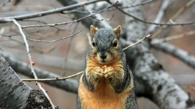 ナッツを食べるリス